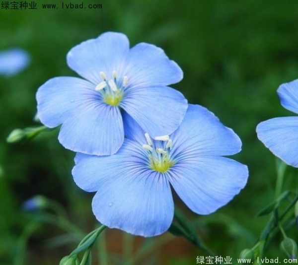 <a href='https://www.lvbad.com/caohuazhongzi/1585.html' target='_blank'>六倍利</a><a href='https://www.lvbad.com/' target='_blank'>种子</a>