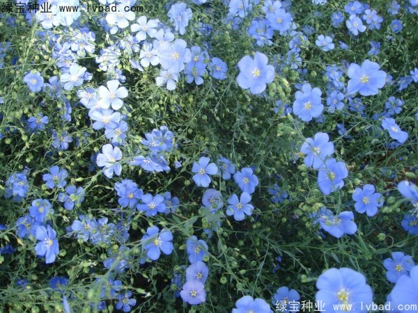 <a href='https://www.lvbad.com/caohuazhongzi/1585.html' target='_blank'>六倍利种子</a>