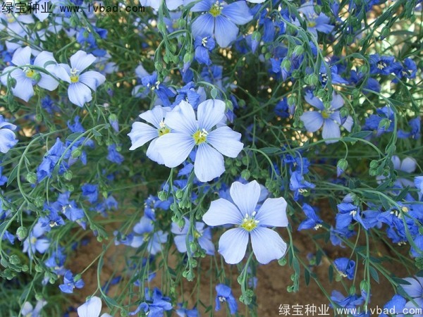 六倍利<a href='https://www.lvbad.com/' target='_blank'>种子</a>