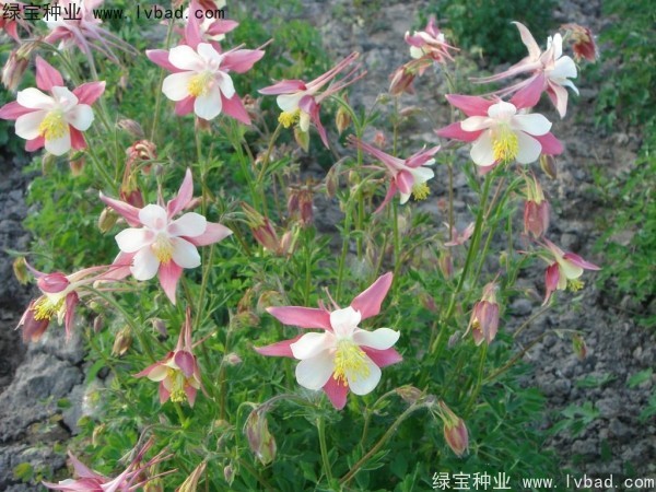耧斗菜图片