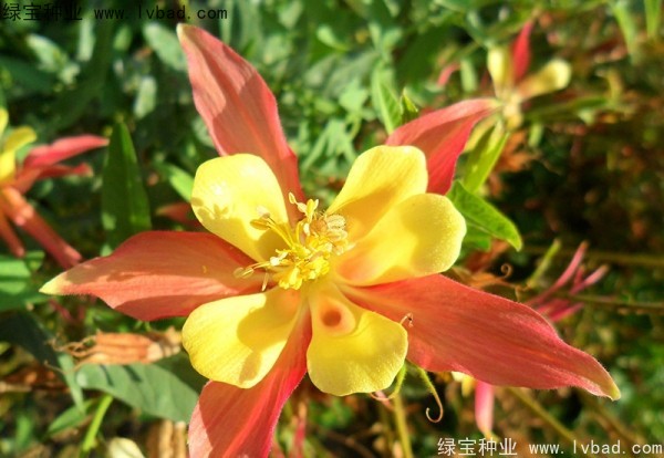 耧斗菜图片