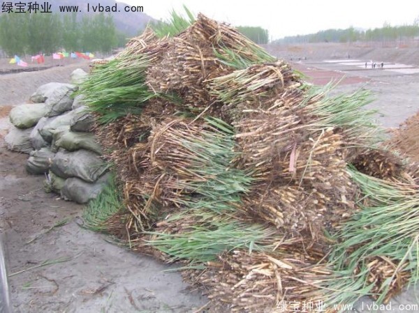 <a href='https://www.lvbad.com/shuicaozhongzi/1587.html' target='_blank'>芦苇种子</a>