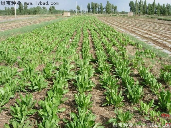 <a href='https://www.lvbad.com/mucaozhongzi/1589.html' target='_blank'>鲁梅克斯草</a>图片
