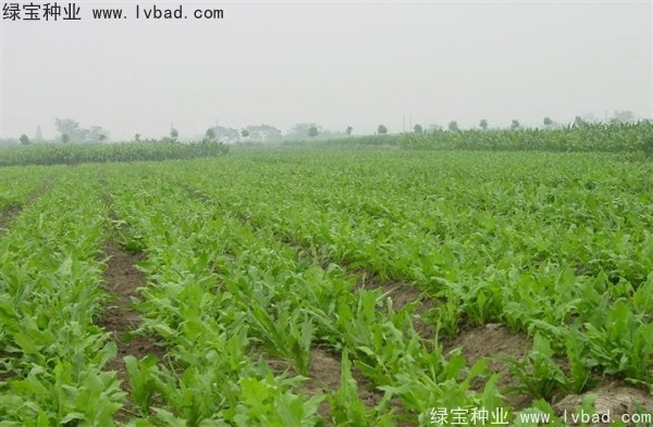 鲁梅克斯草图片