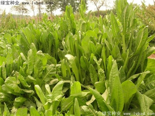 <a href='https://www.lvbad.com/mucaozhongzi/16296.html' target='_blank'>鲁梅克斯</a>草图片