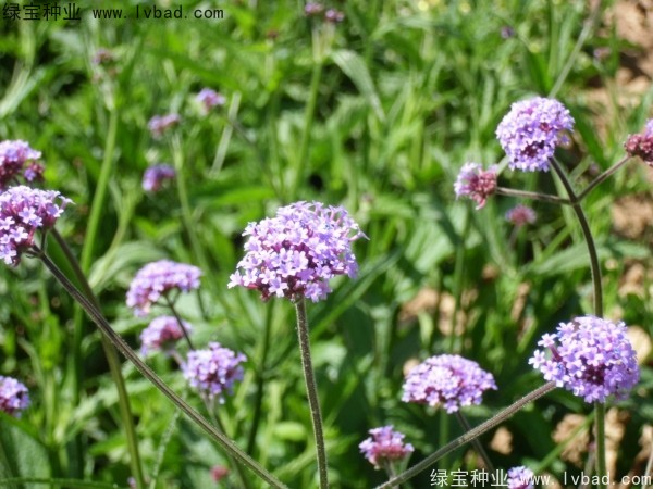 马鞭草图片