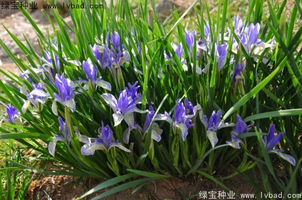 马兰种子