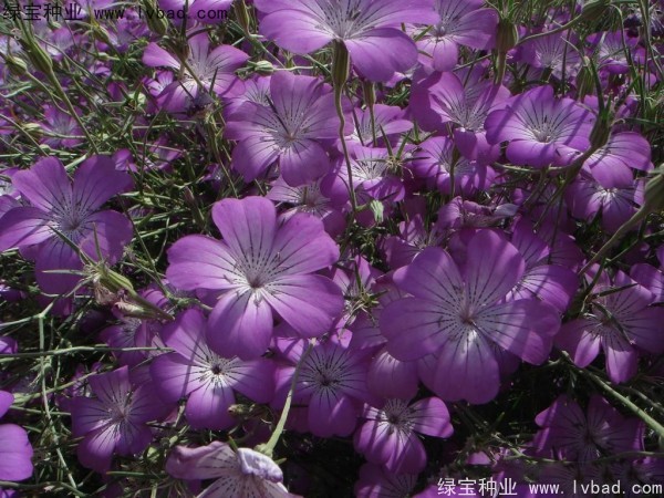 麦仙翁<a href='https://www.lvbad.com/' target='_blank'>种子</a>