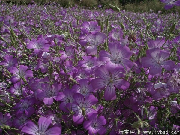 <a href='https://www.lvbad.com/caohuazhongzi/1594.html' target='_blank'>麦仙翁</a><a href='https://www.lvbad.com/' target='_blank'>种子</a>