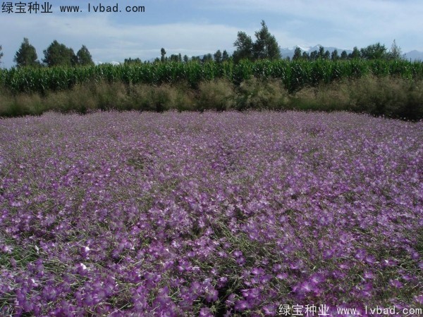 <a href='https://www.lvbad.com/caohuazhongzi/1594.html' target='_blank'>麦仙翁</a><a href='https://www.lvbad.com/' target='_blank'>种子</a>