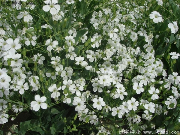 满天星种子