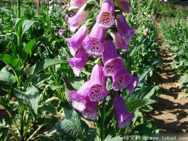<a href='https://www.lvbad.com/caohuazhongzi/1596.html' target='_blank'>毛地黄种子</a>
