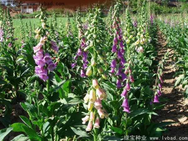 <a href='https://www.lvbad.com/caohuazhongzi/1596.html' target='_blank'>毛地黄种子</a>