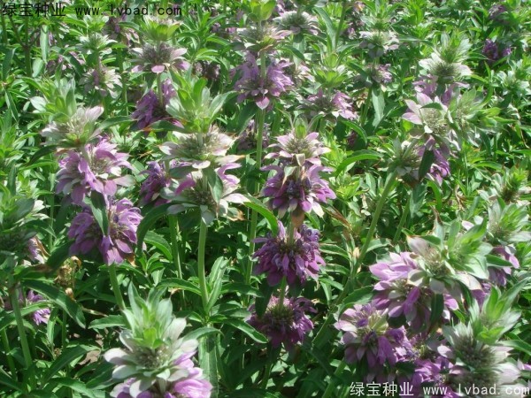 <a href='https://www.lvbad.com/caohuazhongzi/1597.html' target='_blank'>美国薄荷种子</a>