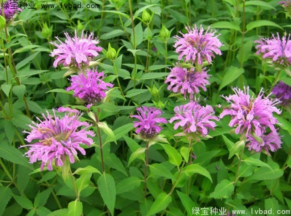 美国<a href='https://www.lvbad.com/caohuazhongzi/1023.html' target='_blank'>薄荷种子</a>
