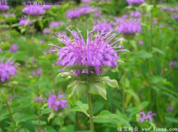 美国<a href='https://www.lvbad.com/caohuazhongzi/1023.html' target='_blank'>薄荷种子</a>