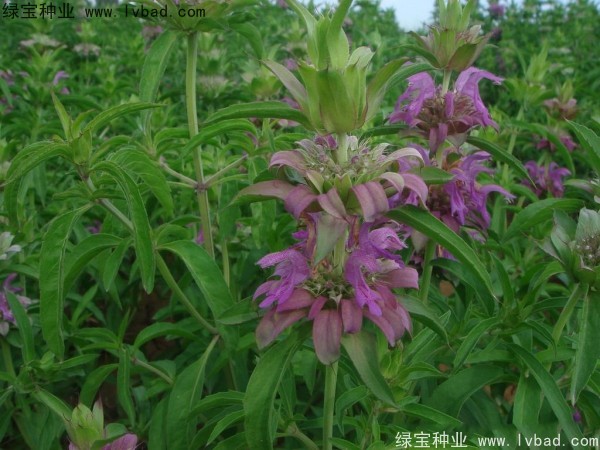 <a href='https://www.lvbad.com/caohuazhongzi/1597.html' target='_blank'>美国薄荷</a>种子