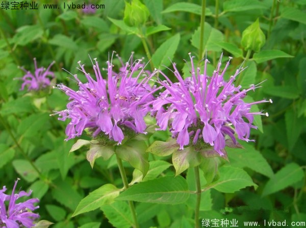 <a href='https://www.lvbad.com/caohuazhongzi/1597.html' target='_blank'>美国薄荷种子</a>