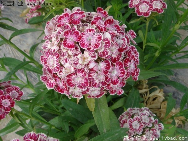 美国<a href='https://www.lvbad.com/caohuazhongzi/97045.html' target='_blank'>石竹种子</a> 美国<a href='https://www.lvbad.com/caohuazhongzi/97045.html' target='_blank'>石竹种子</a>