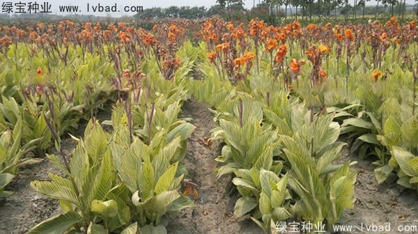 <a href='https://www.lvbad.com/caohuazhongzi/1601.html' target='_blank'>美人蕉种子</a>