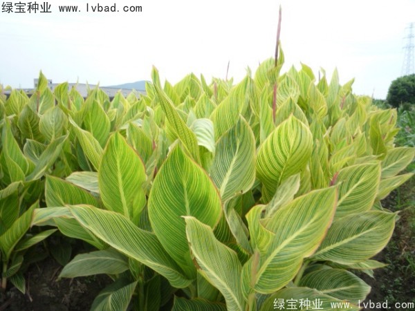 美人蕉<a href='https://www.lvbad.com/' target='_blank'>种子</a>