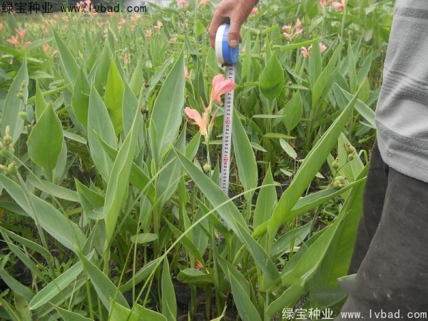 美人蕉<a href='https://www.lvbad.com/' target='_blank'>种子</a>
