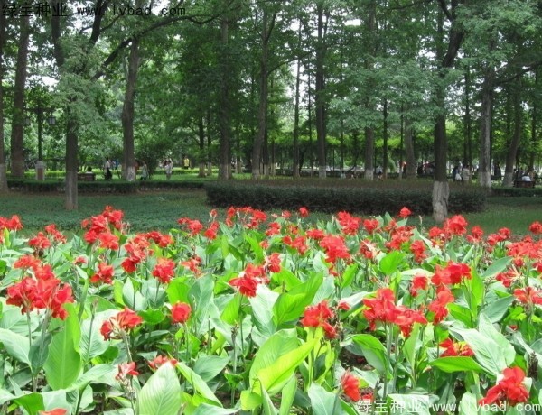 <a href='https://www.lvbad.com/caohuazhongzi/1601.html' target='_blank'>美人蕉种子</a>
