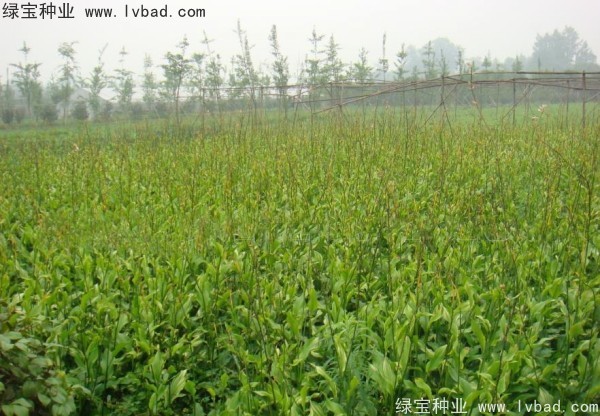 <a href='https://www.lvbad.com/caohuazhongzi/1601.html' target='_blank'>美人蕉</a><a href='https://www.lvbad.com/' target='_blank'>种子</a>