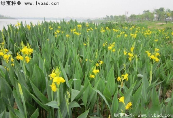 美人蕉种子