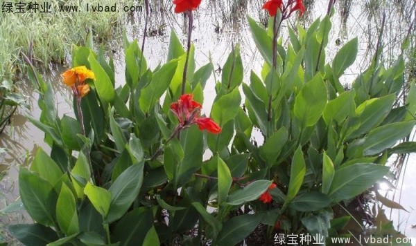 美人蕉种子