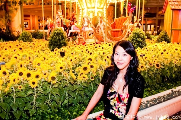 迷你<a href='https://www.lvbad.com/caohuazhongzi/97271.html' target='_blank'>向日葵</a>图片