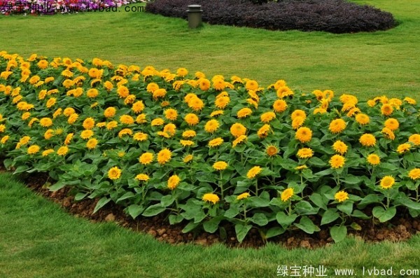 迷你向日葵图片