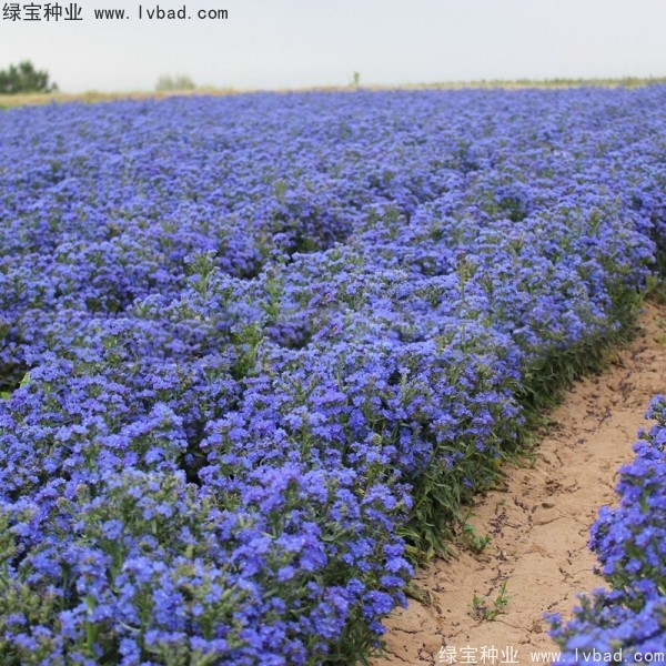 <a href='https://www.lvbad.com/caohuazhongzi/1603.html' target='_blank'>南非牛舌草</a>