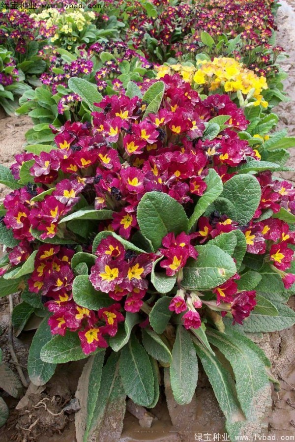 欧洲<a href='https://www.lvbad.com/caohuazhongzi/1024.html' target='_blank'>报春花</a>种子