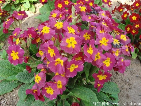 欧洲<a href='https://www.lvbad.com/caohuazhongzi/1024.html' target='_blank'>报春花种子</a>