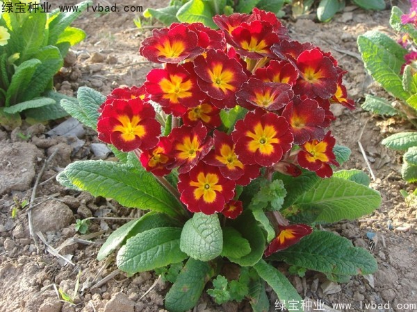 欧洲<a href='https://www.lvbad.com/caohuazhongzi/1024.html' target='_blank'>报春花种子</a>