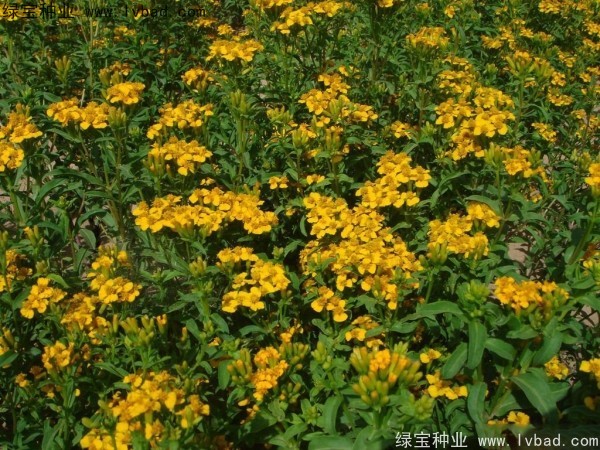 <a href='https://www.lvbad.com/caohuazhongzi/1608.html' target='_blank'>七里黄种子</a>
