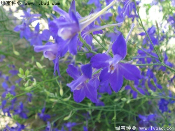 千鸟草种子