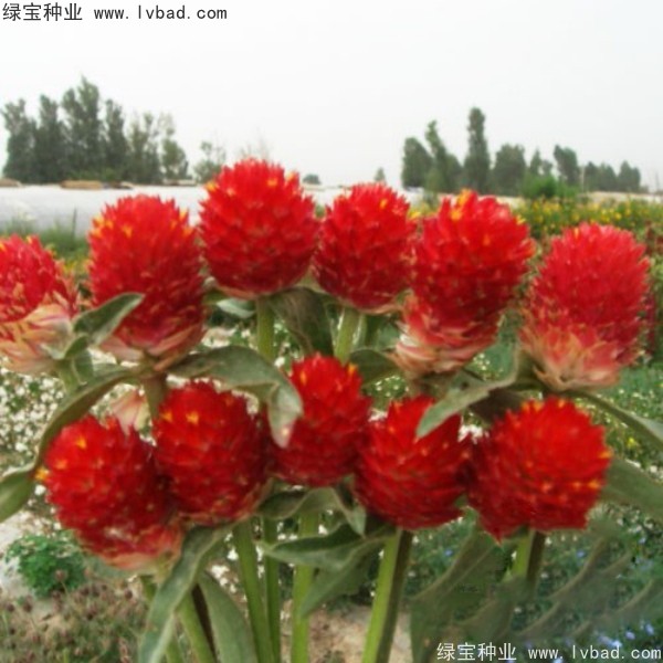 <a href='https://www.lvbad.com/caohuazhongzi/1611.html' target='_blank'>千日红</a><a href='https://www.lvbad.com/' target='_blank'>种子</a>