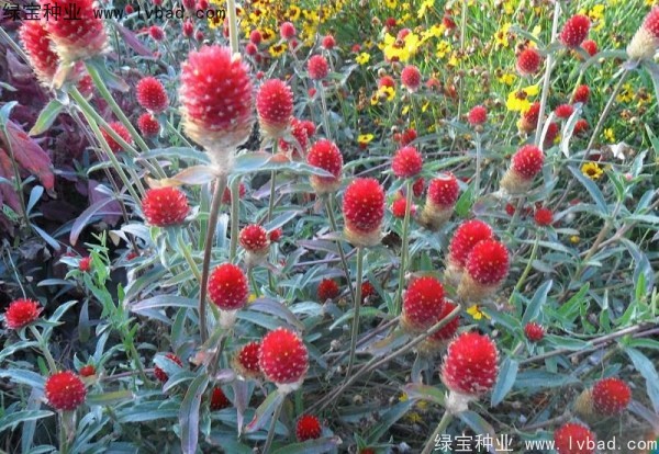 千日红种子