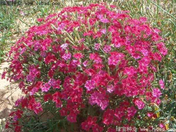瞿麦<a href='https://www.lvbad.com/' target='_blank'>种子</a>