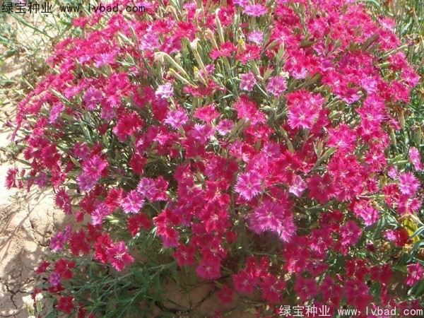 <a href='https://www.lvbad.com/caohuazhongzi/1615.html' target='_blank'>瞿麦种子</a>