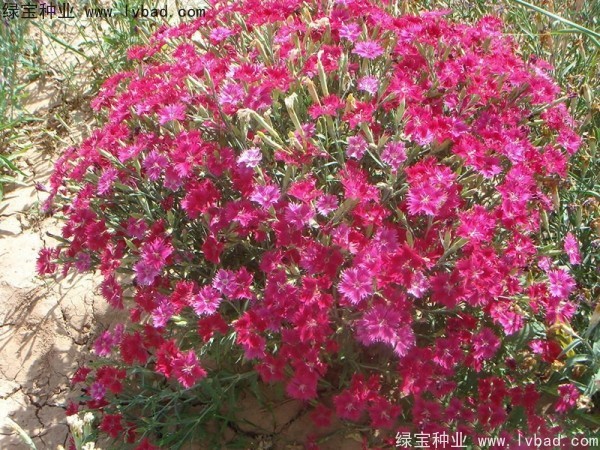 <a href='https://www.lvbad.com/caohuazhongzi/1615.html' target='_blank'>瞿麦</a><a href='https://www.lvbad.com/' target='_blank'>种子</a>