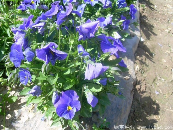 三色堇种子