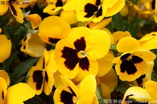 <a href='https://www.lvbad.com/caohuazhongzi/1619.html' target='_blank'>三色旋花种子</a>