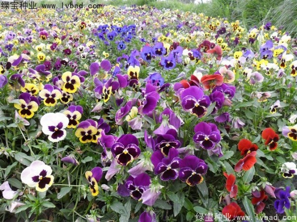 <a href='https://www.lvbad.com/caohuazhongzi/1619.html' target='_blank'>三色旋花种子</a>