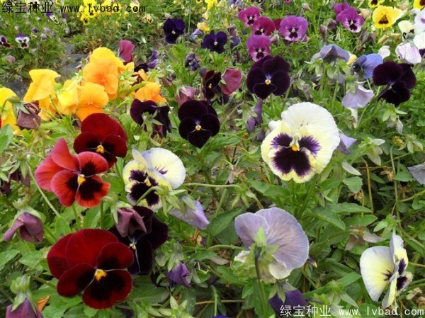 三色旋花<a href='https://www.lvbad.com/' target='_blank'>种子</a>
