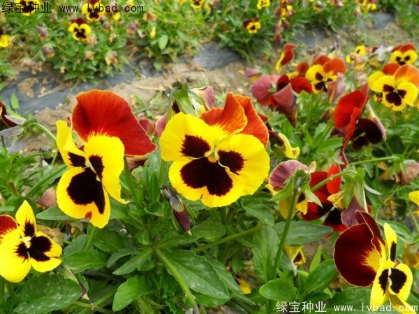 三色旋花种子