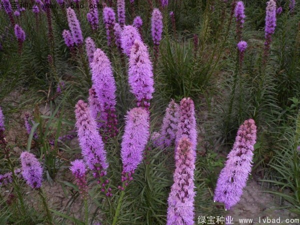 蛇鞭菊图片