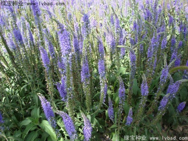 蛇鞭菊图片